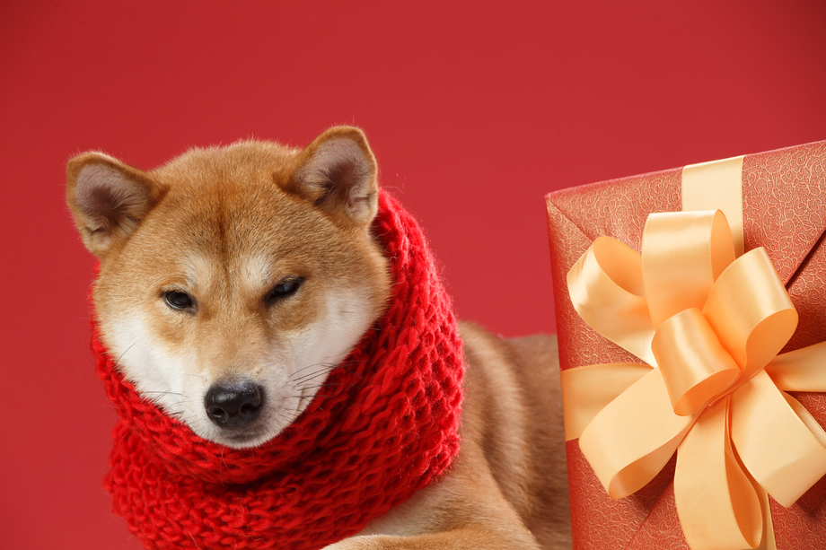 可爱的柴犬图片