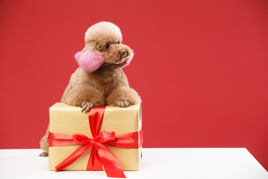 可爱的贵宾犬 可爱的贵宾犬