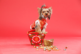 约克夏犬