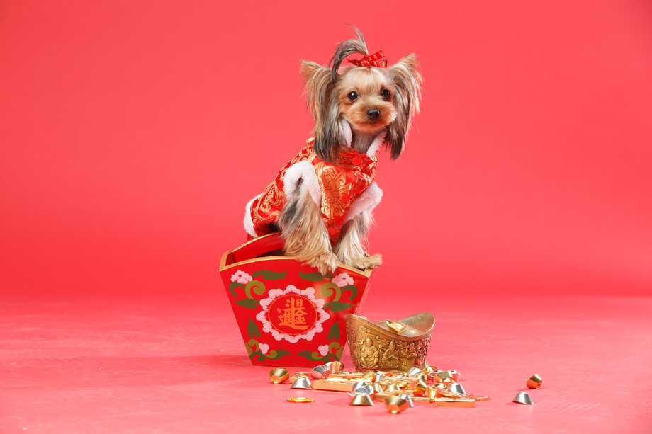约克夏犬