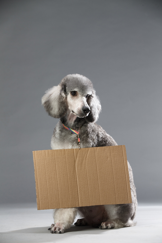 贵宾犬图片