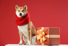 可爱的柴犬图片