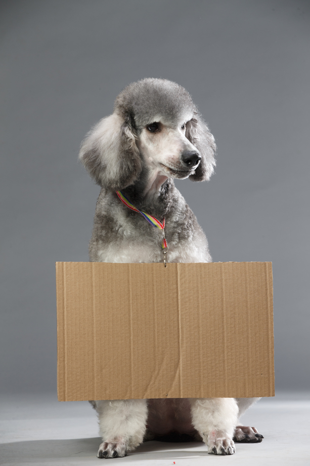 贵宾犬照片