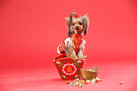 约克夏犬图片