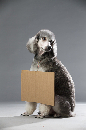贵宾犬图片