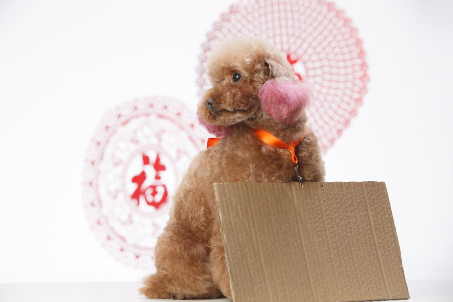 可爱的贵宾犬照片