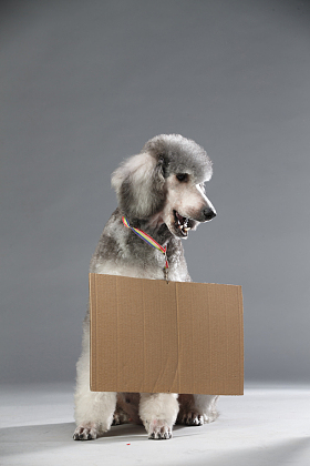 贵宾犬图片