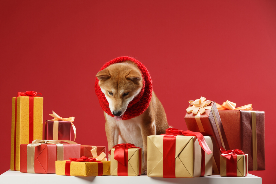 可爱的柴犬照片