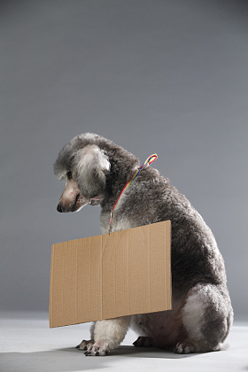 贵宾犬