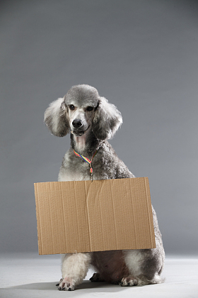 贵宾犬图片
