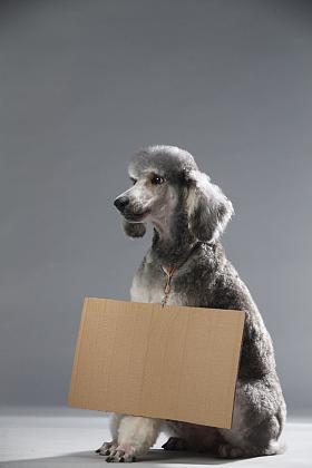贵宾犬图片