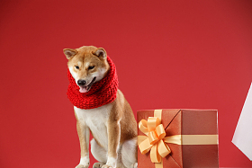 可爱的柴犬照片