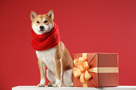 可爱的柴犬图片