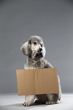 贵宾犬图片