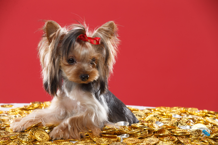 可爱的约克夏犬 可爱的约克夏犬