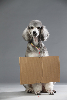 贵宾犬照片