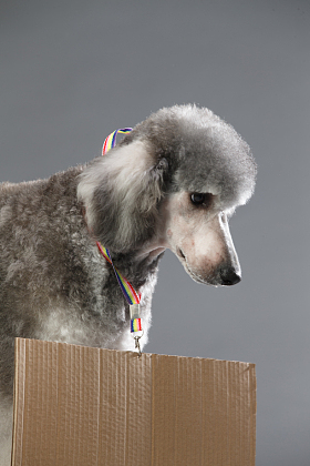 贵宾犬图片