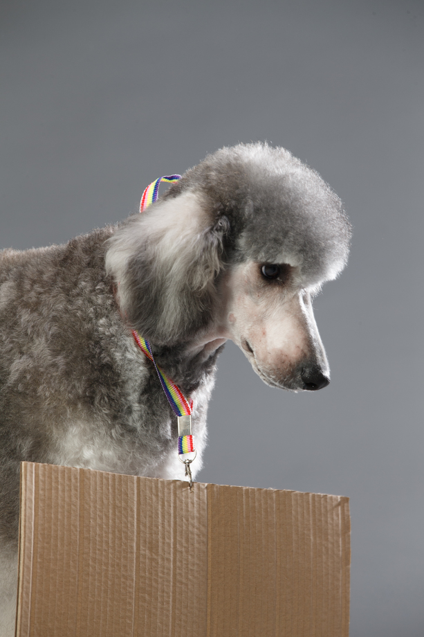 贵宾犬图片 贵宾犬图片