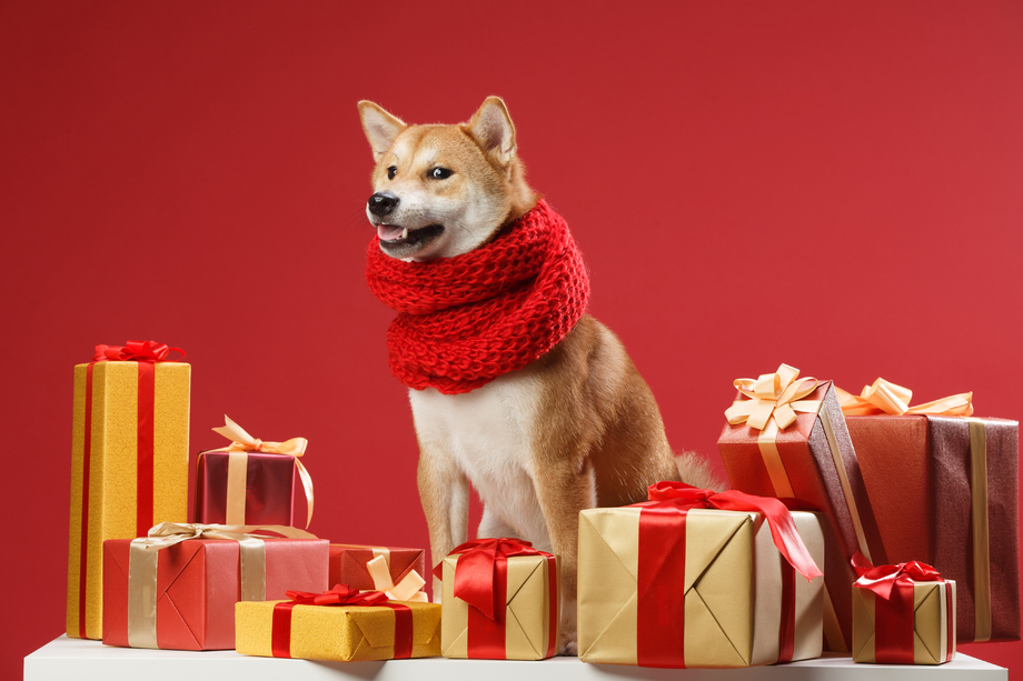 可爱的柴犬照片