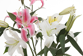 百合花图片