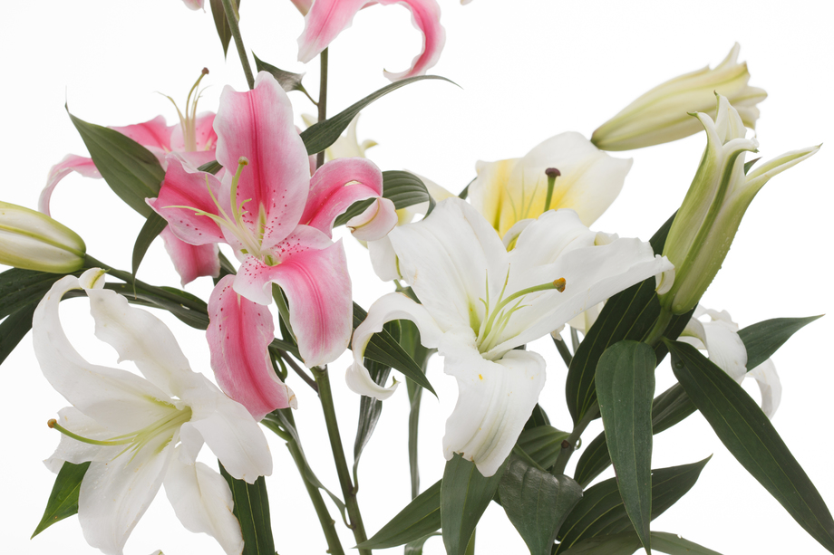 百合花图片