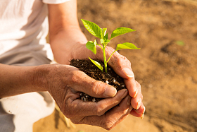 老农民手捧小苗图片