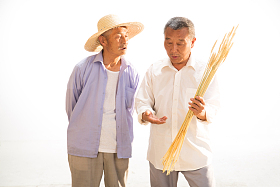 两位老农民拿着麦穗