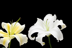 百合花照片