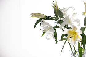 百合花图片