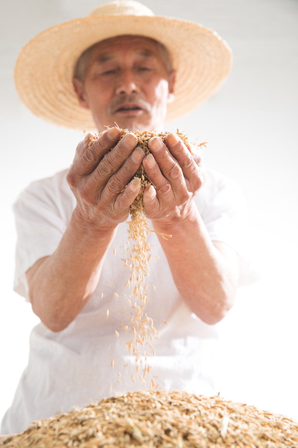 捧着麦子的老农民 捧着麦子的老农民