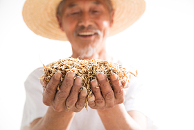 捧着麦子的老农民