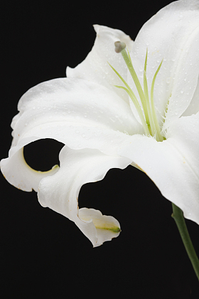 百合花