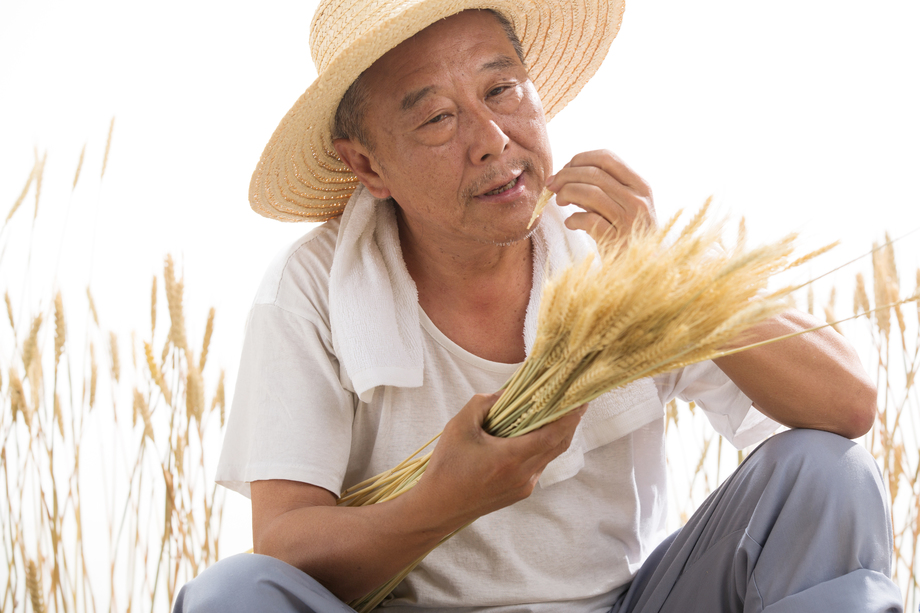 老农民在麦田里照片