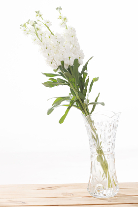 白色紫罗兰图片