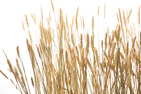 麦穗
