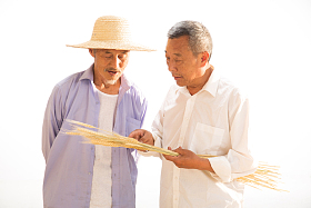 两位老农民拿着麦穗照片