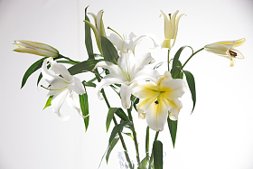 百合花图片