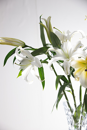 百合花照片