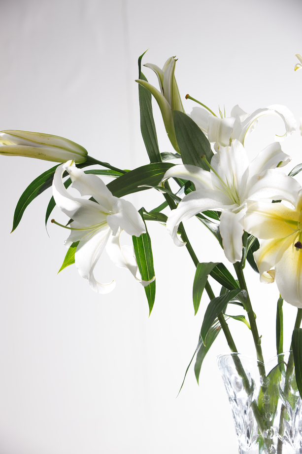 百合花照片 百合花照片