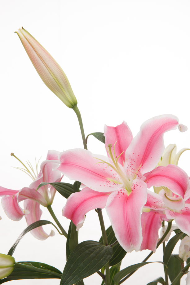 百合花图片