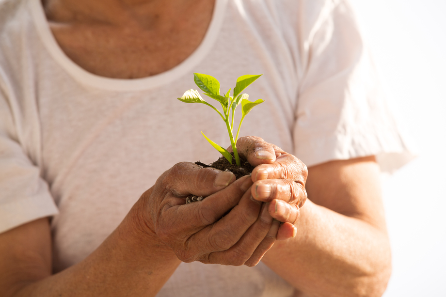 老农民手捧小苗照片 老农民手捧小苗照片
