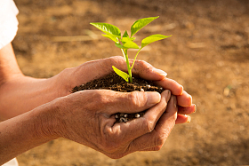 老农民手捧小苗