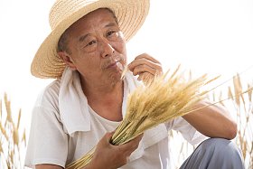 老农民在麦田里图片