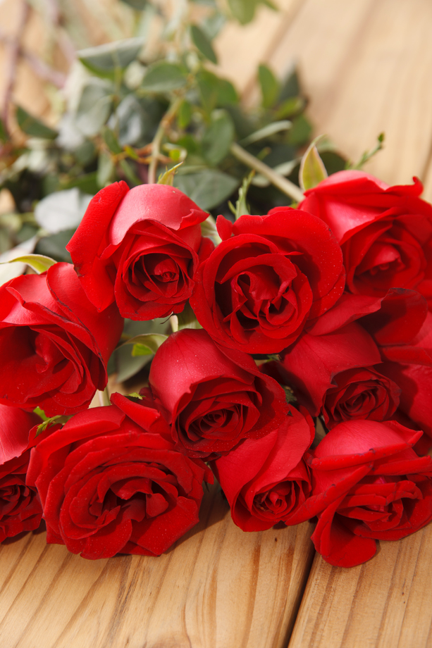 玫瑰花图片 玫瑰花图片