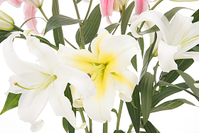 百合花