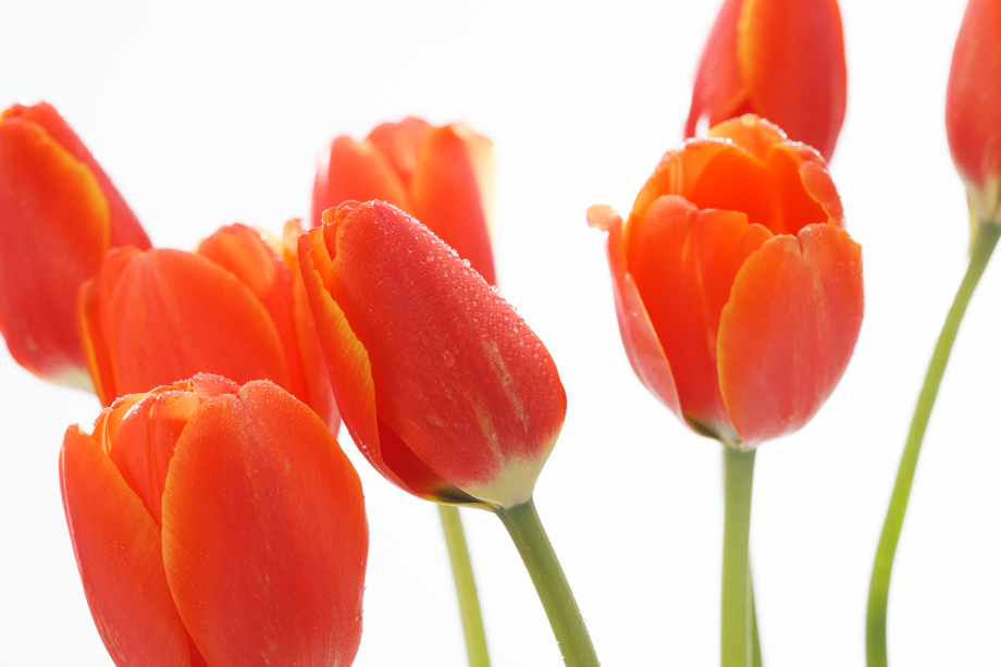 郁金香照片 郁金香照片