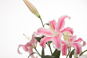 百合花照片