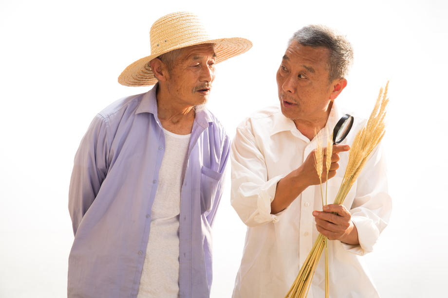 农民研究麦穗 农民研究麦穗