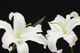 百合花图片