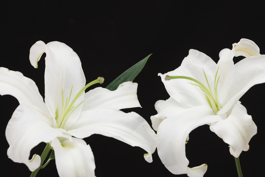 百合花图片